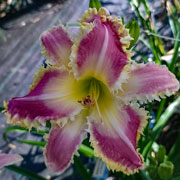 Giant Armadillo Daylily